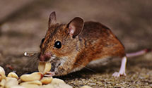 24 Hour & Emergency Exterminators in Hamilton, VA